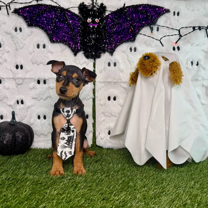 Male Min Pin puppy named Max for sale at Puppy Dreams - Carrollton.
