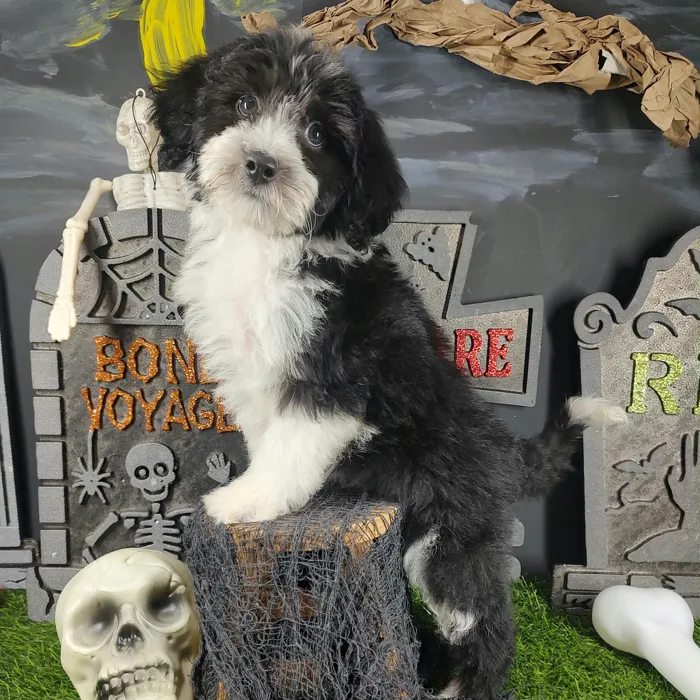 Female Bernedoodle puppy named Annabelle for sale at Puppy Dreams - Mansfield.