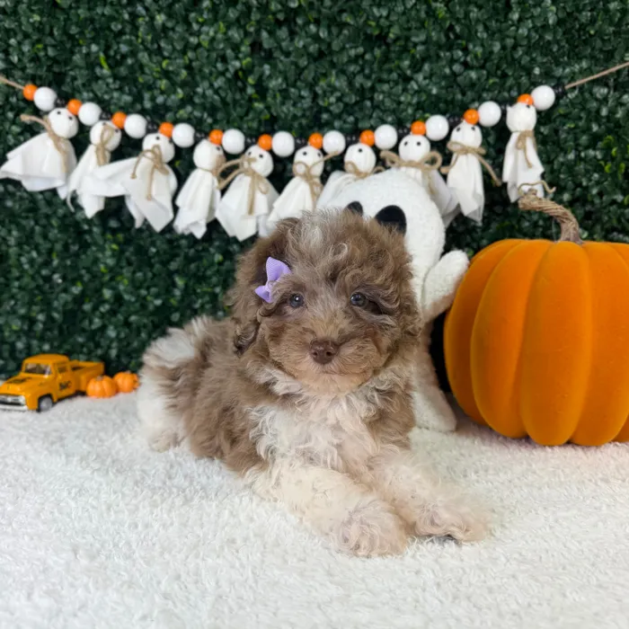 Female Cavapoo puppy named Mimi for sale at Puppy Dreams - Garland.