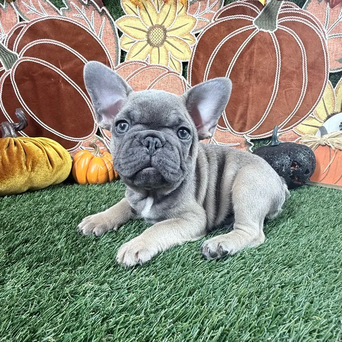 Male French Bulldog puppy named Tank for sale at Puppy Dreams - Carrollton.