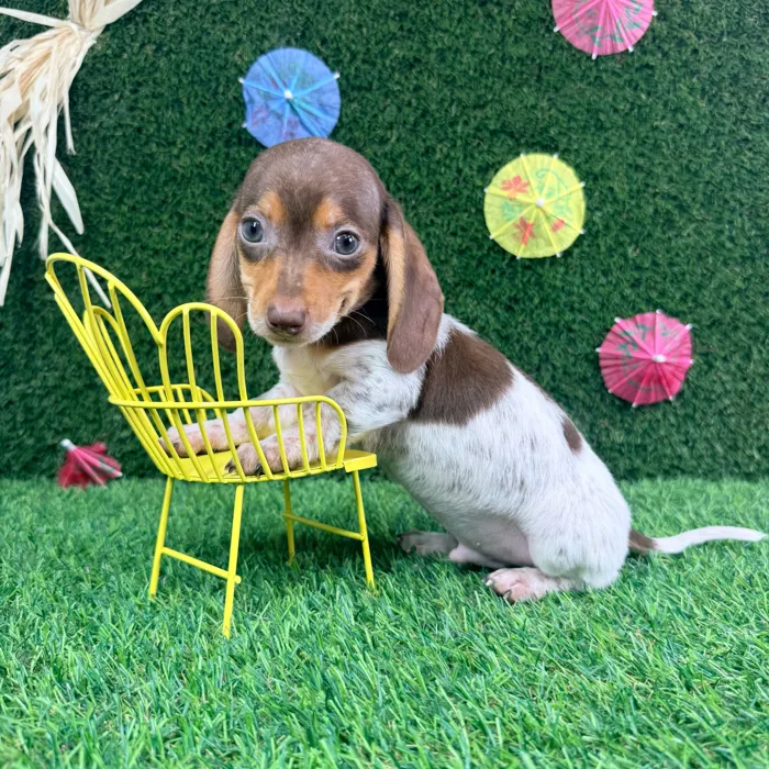 Male Dachshund puppy named Chip for sale at Puppy Dreams - Carrollton.