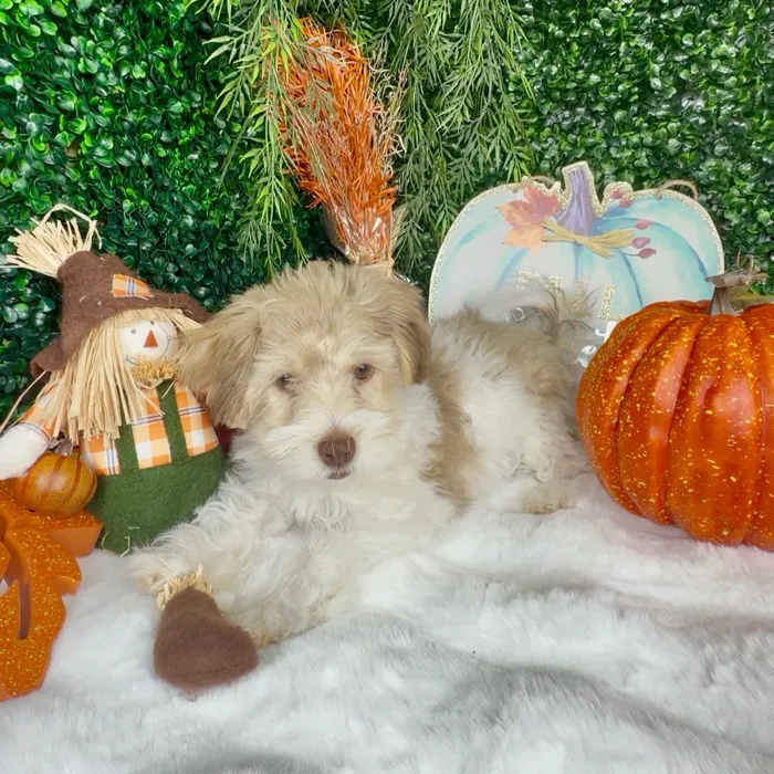 Male Havanese puppy named Biscoff for sale at Puppy Dreams - Denton.