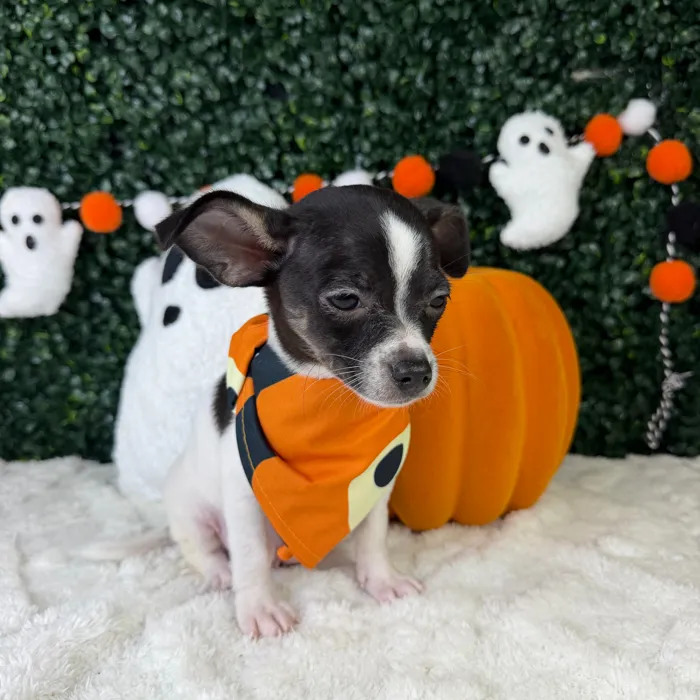 Male Chihuahua puppy named Hades for sale at Puppy Dreams - Garland.