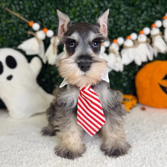Male Mini Schnauzer puppy named Draven for sale at Puppy Dreams - Garland.