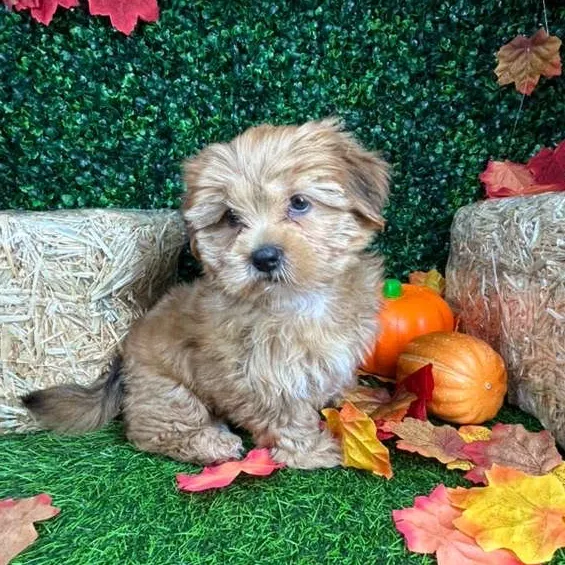 Female Shorkie puppy named Sunchips for sale at Puppy Dreams - Mansfield.