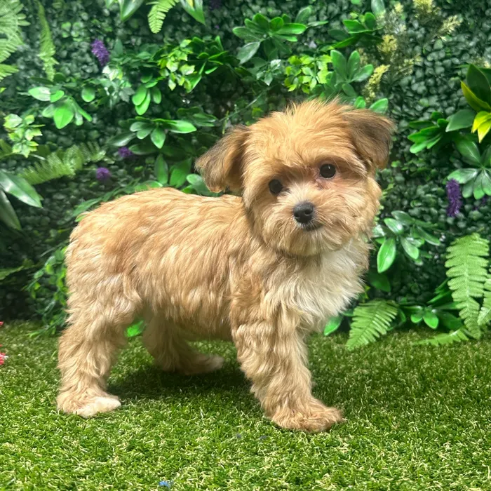 Female Yochon puppy named Willow for sale at Puppy Dreams - Parks Mall.