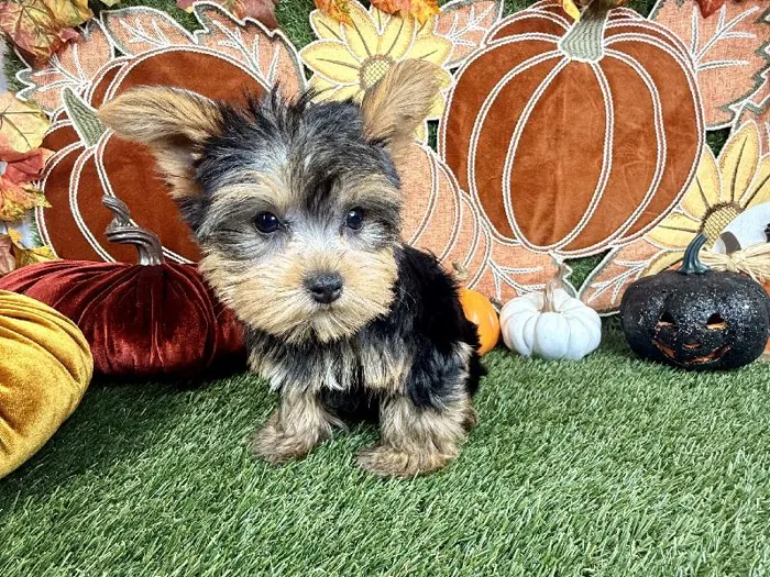 Male Yorkie puppy named Biscoff for sale at Puppy Dreams - Carrollton.
