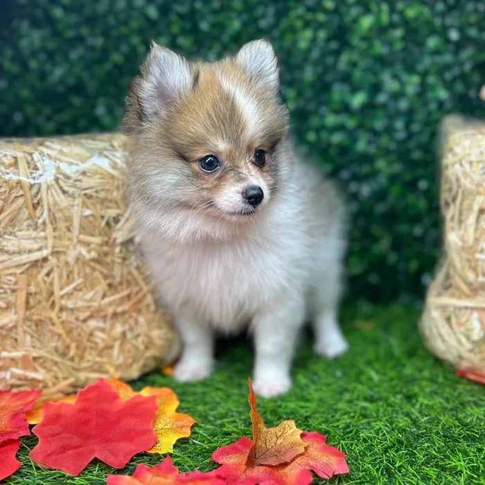 Male Pomeranian puppy named Twist for sale at Puppy Dreams - Mansfield.