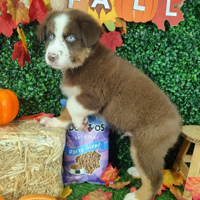 Male Australian Shepherd puppy named *Cheetos* for sale at Puppy Dreams - Mansfield.