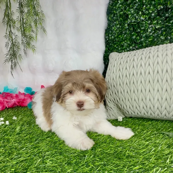 Male Havanese puppy named Biscoff for sale at Puppy Dreams - Denton.