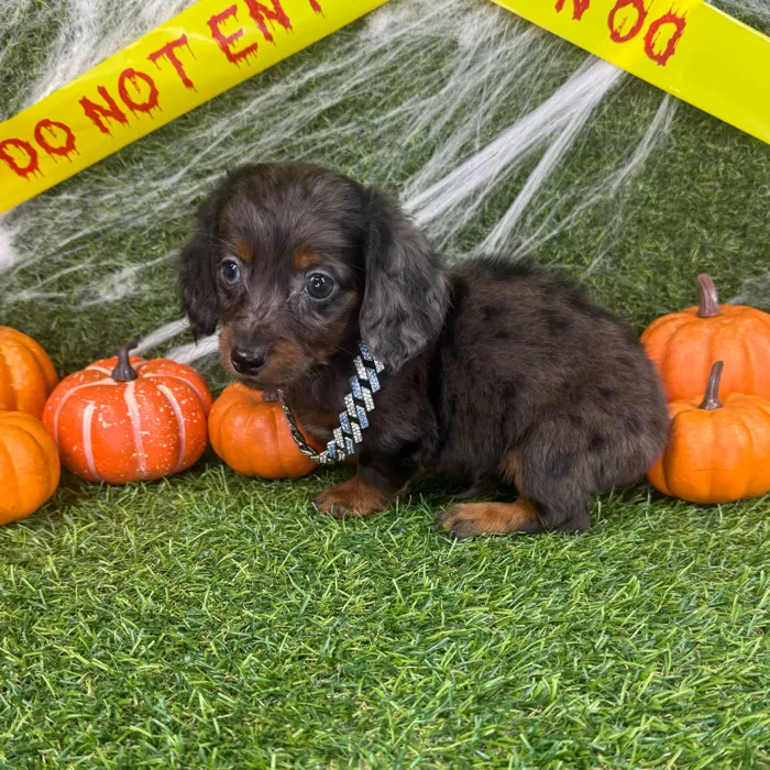 Male Dachshund puppy named Toby for sale at Puppy Dreams - Arlington.