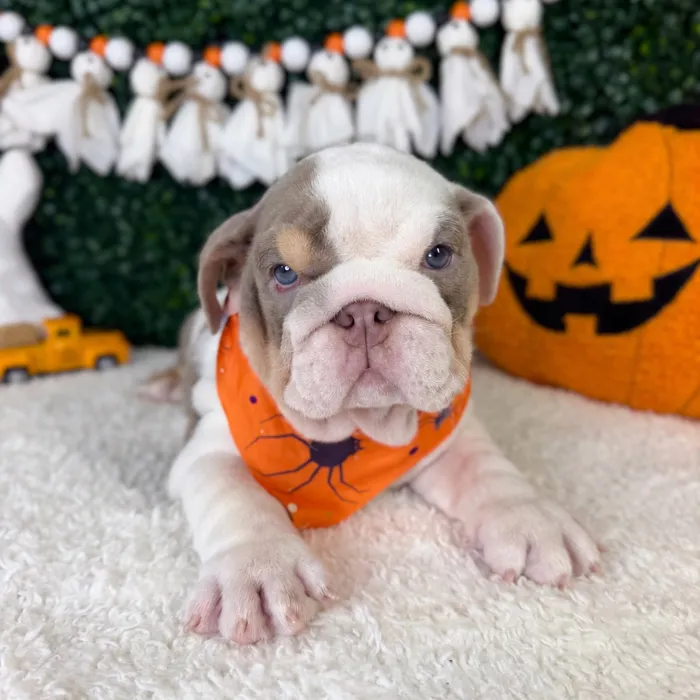Male English Bulldog puppy named Meatball for sale at Puppy Dreams - Garland.