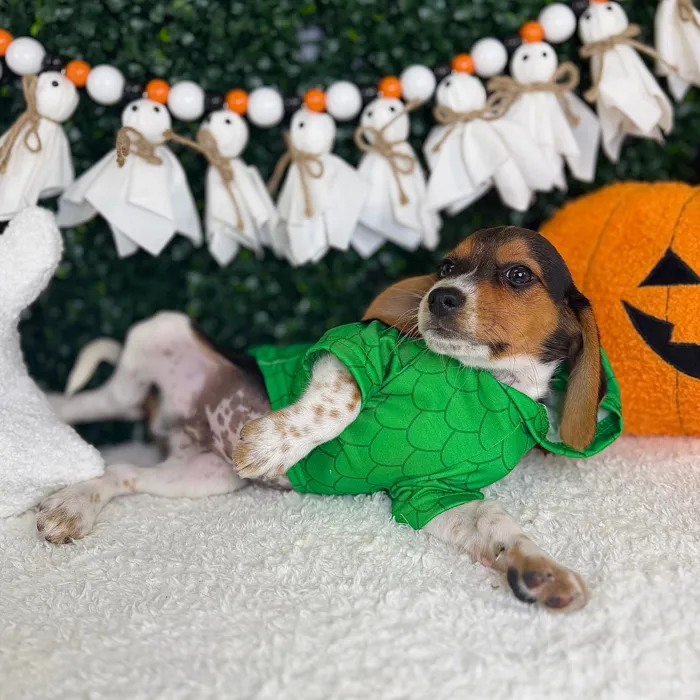 Male Beagle puppy named Jack for sale at Puppy Dreams - Garland.