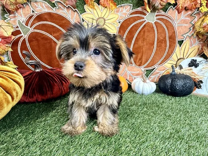Male Yorkie puppy named Brownie for sale at Puppy Dreams - Carrollton.