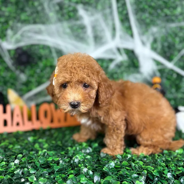 Female Mini Goldendoodle puppy named Baby for sale at Puppy Dreams - North Richland Hills.