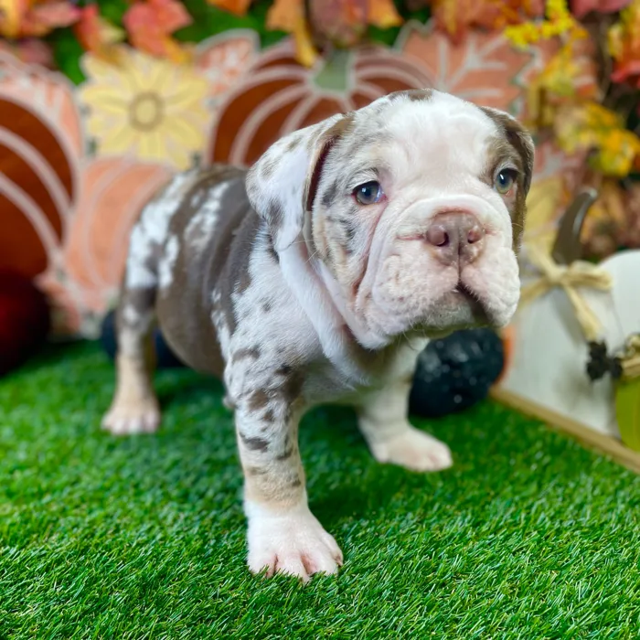 Female English Bulldog puppy named Sadie for sale at Puppy Dreams - Carrollton.