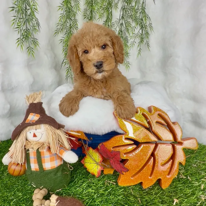 Male Mini Goldendoodle puppy named Pauly for sale at Puppy Dreams - Denton.