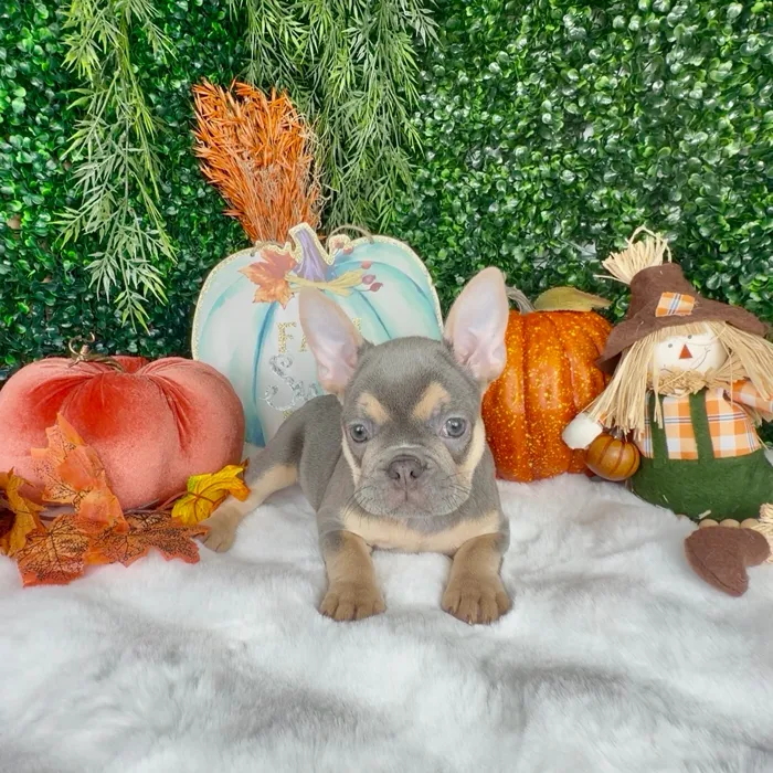 Female French Bulldog puppy named Autumn for sale at Puppy Dreams - Denton.