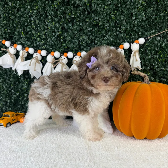 Female Cavapoo puppy named Mimi for sale at Puppy Dreams - Garland.