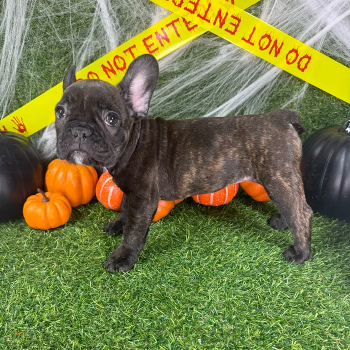 Female French Bulldog puppy named Flo for sale at Puppy Dreams - Arlington.
