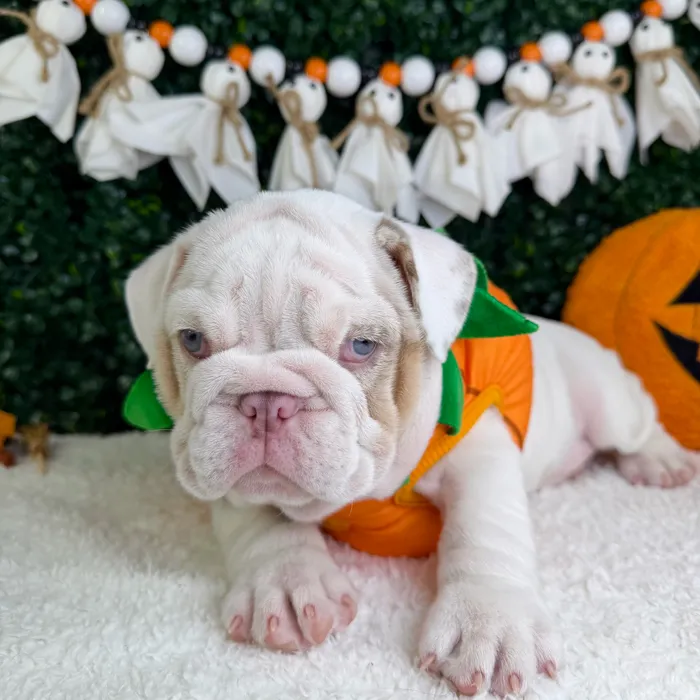 Female English Bulldog puppy named Mama for sale at Puppy Dreams - Garland.