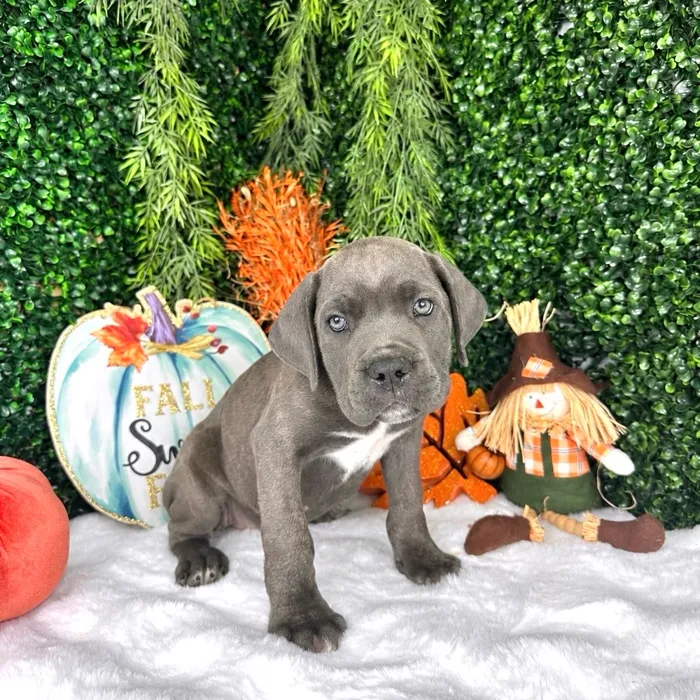 Female Cane Corso puppy named Jelly for sale at Puppy Dreams - Denton.