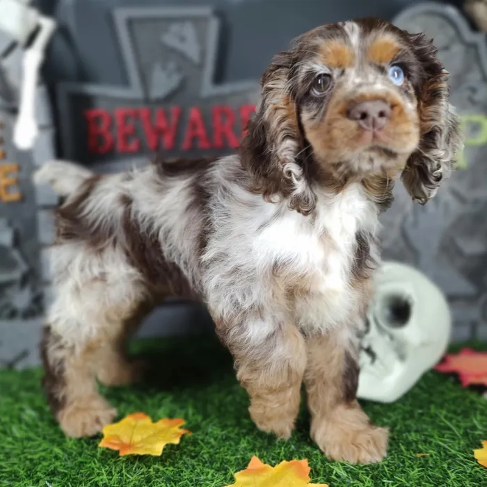 Male Cocker Spaniel puppy named Jigsaw for sale at Puppy Dreams - Mansfield.