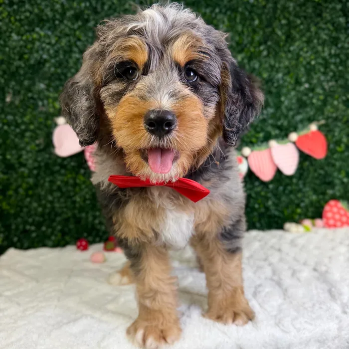 Male Bernedoodle puppy named Ace for sale at Puppy Dreams - Garland.