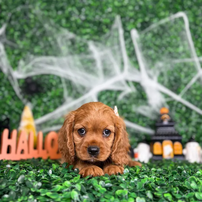 Female Cavalier King Charles Spaniel puppy named Binx for sale at Puppy Dreams - North Richland Hills.