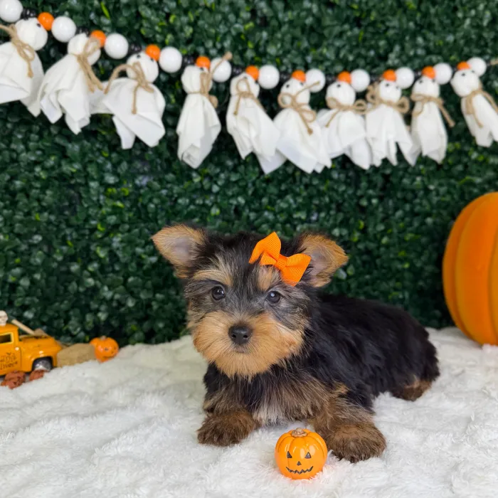 Female Yorkie puppy named Gia for sale at Puppy Dreams - Garland.