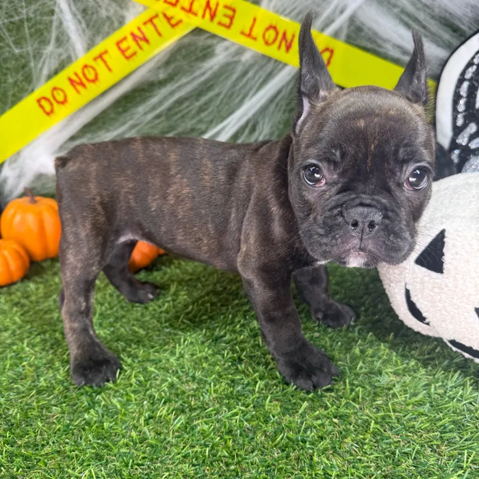 Female French Bulldog puppy named Flo for sale at Puppy Dreams - Arlington.