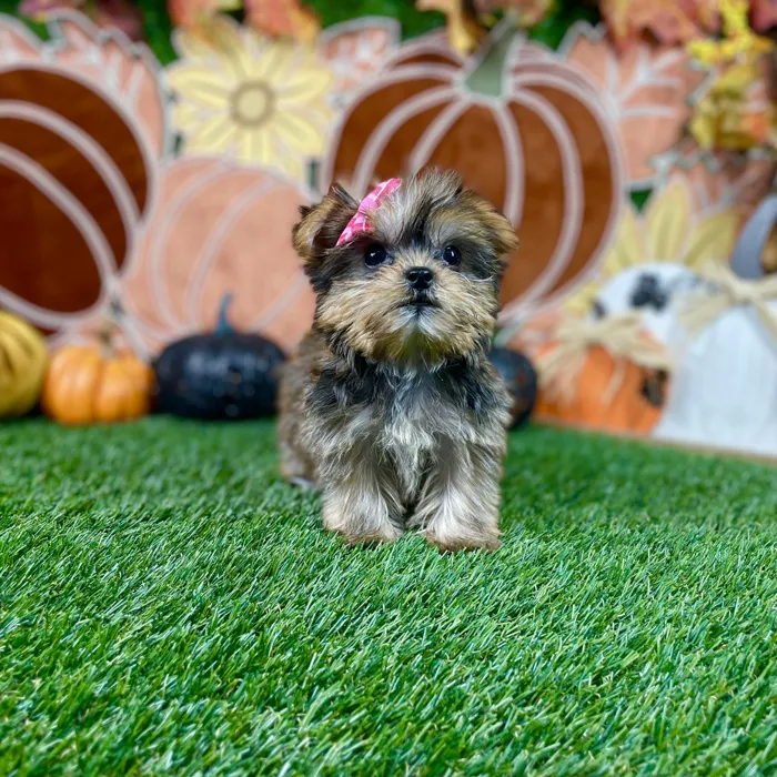Female Yorkie puppy named Honey for sale at Puppy Dreams - Carrollton.