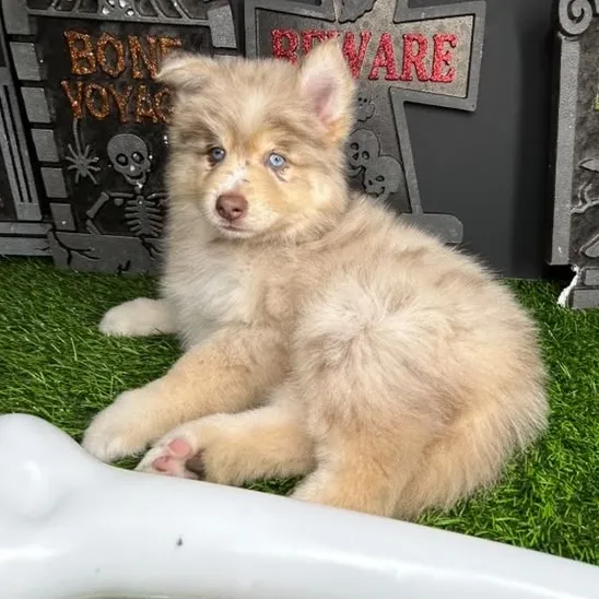 Female Pomsky puppy named *Claudia* for sale at Puppy Dreams - Mansfield.