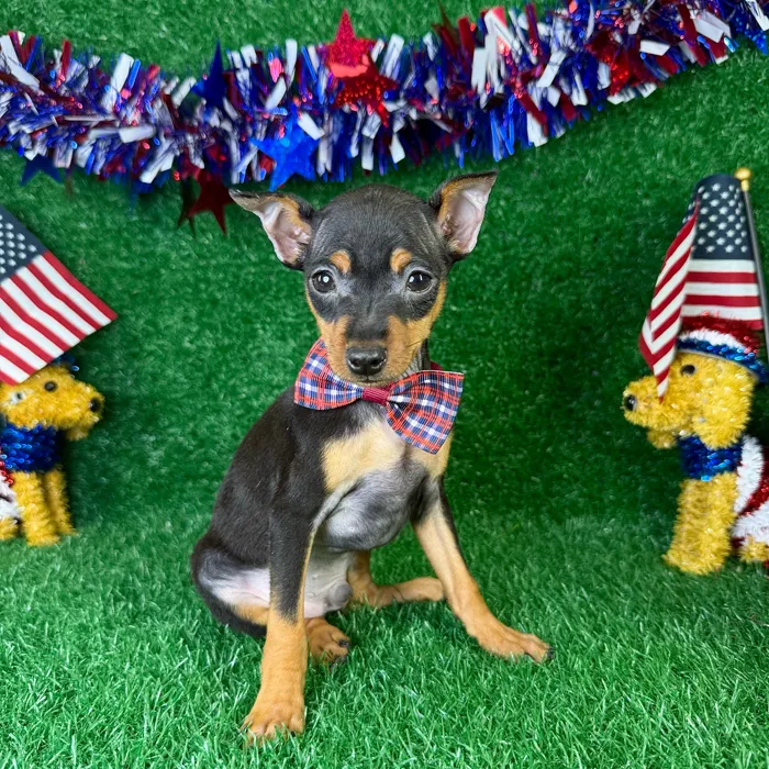 Male Min Pin puppy named Taco for sale at Puppy Dreams - Garland.