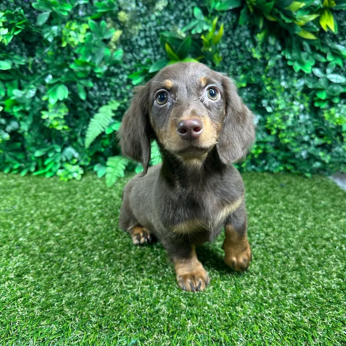 Female Dachshund puppy named Tessa for sale at Puppy Dreams - Parks Mall.