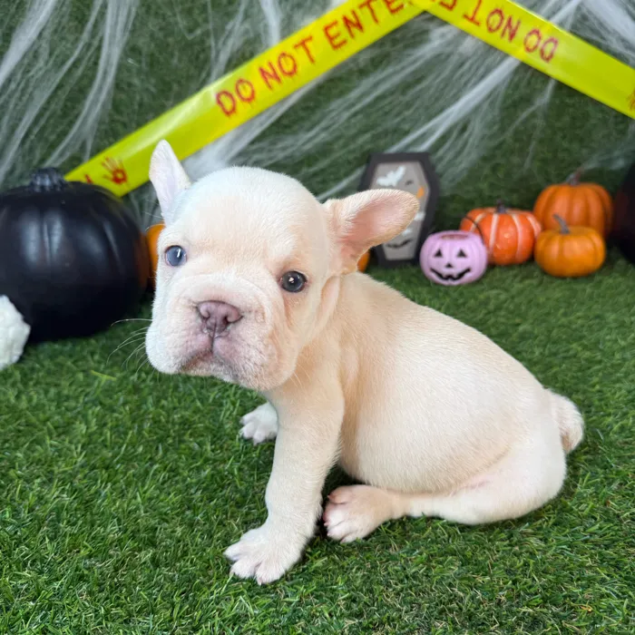 Male French Bulldog puppy named Waffles for sale at Puppy Dreams - Arlington.