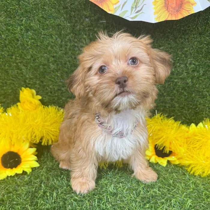 Female Shorkie puppy named Chai for sale at Puppy Dreams - Arlington.