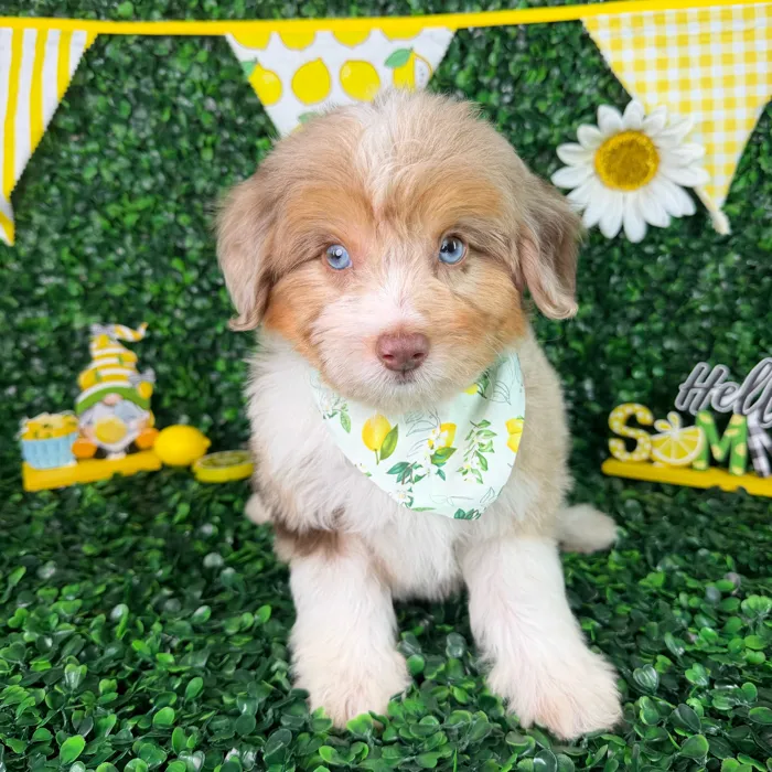 Male Mini Aussiedoodle puppy named Max for sale at Puppy Dreams - North Richland Hills.