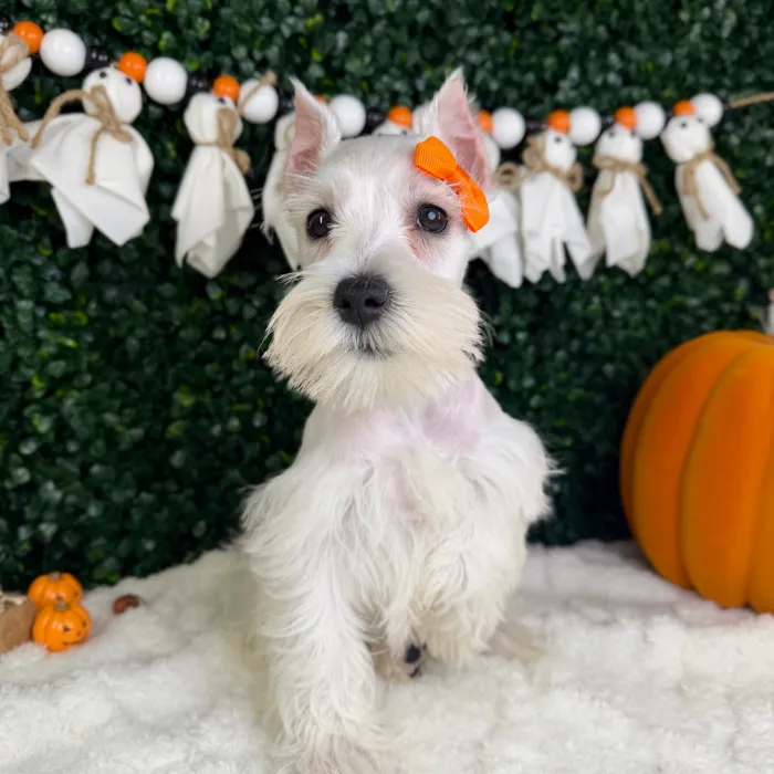 Female Mini Schnauzer puppy named Arabella for sale at Puppy Dreams - Garland.