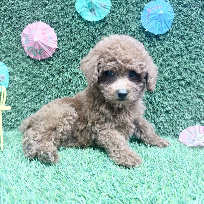 Male Mini Poodle puppy named Bobby for sale at Puppy Dreams - Carrollton.