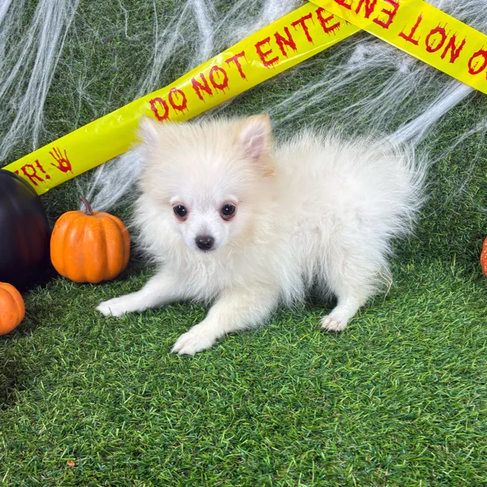 Male Pomeranian puppy named Dracula for sale at Puppy Dreams - Arlington.