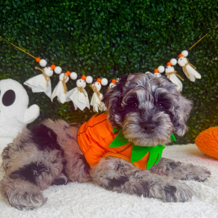 Male Cockapoo puppy named Spooky for sale at Puppy Dreams - Garland.
