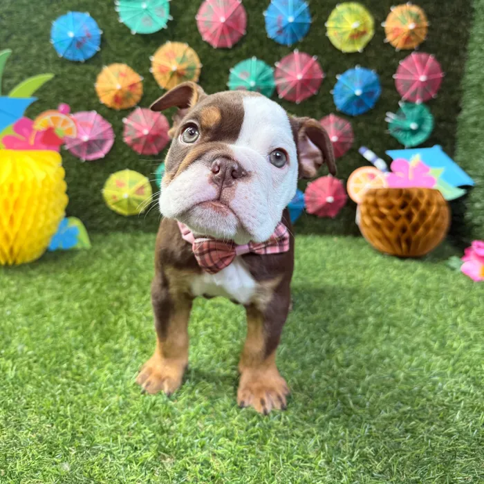 Female English Bulldog puppy named Bella for sale at Puppy Dreams - Carrollton.