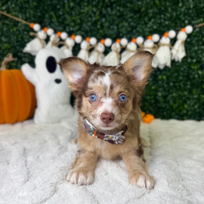 Male Chihuahua puppy named Freckles for sale at Puppy Dreams - Garland.