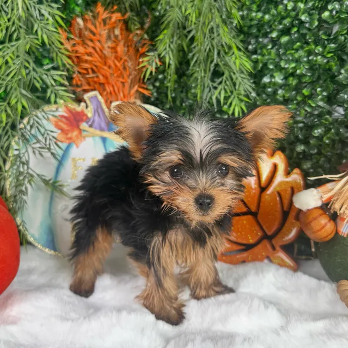 Male Yorkie puppy named Spooky for sale at Puppy Dreams - Denton.