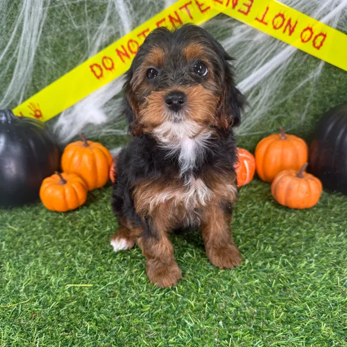 Female Yorkie-Poo puppy named Twiggy for sale at Puppy Dreams - Arlington.