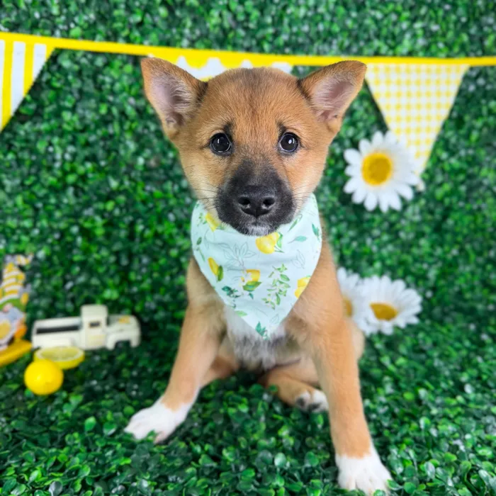 Male Shiba Inu puppy named Kai for sale at Puppy Dreams - North Richland Hills.