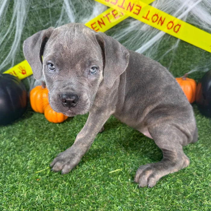Female Cane Corso puppy named Roxy for sale at Puppy Dreams - Arlington.