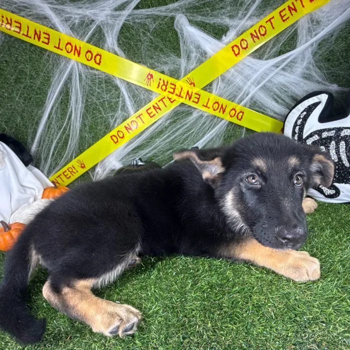 Male German Shepherd puppy named Rocky for sale at Puppy Dreams - Arlington.