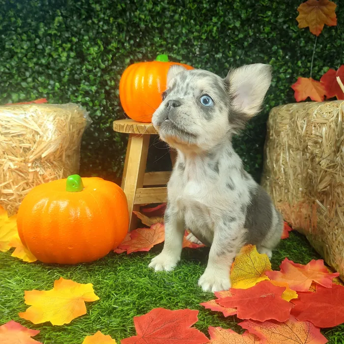 Female Fluffy French Bulldog puppy named Kettle for sale at Puppy Dreams - Mansfield.